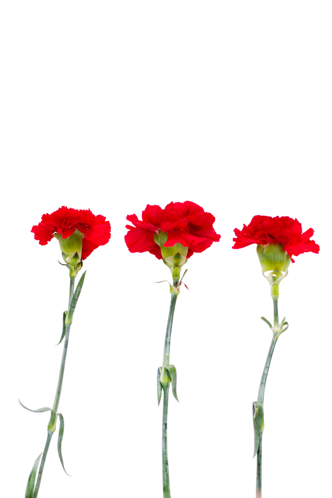 CARNATION, MINI - RED - Image 4