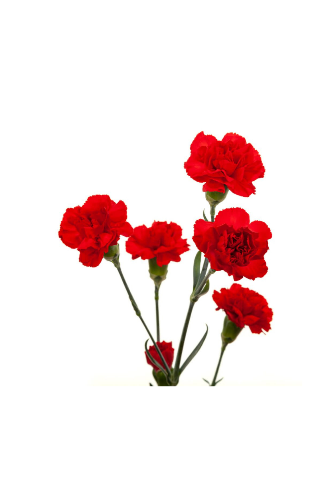 CARNATION, MINI - RED - Image 5