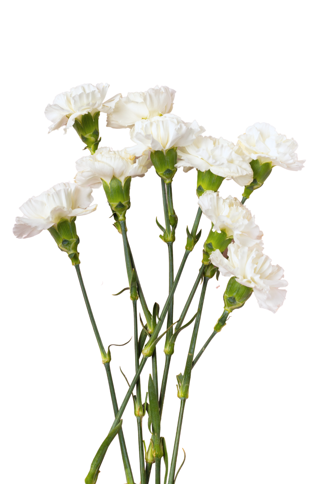 CARNATION, MINI - WHITE - Image 2