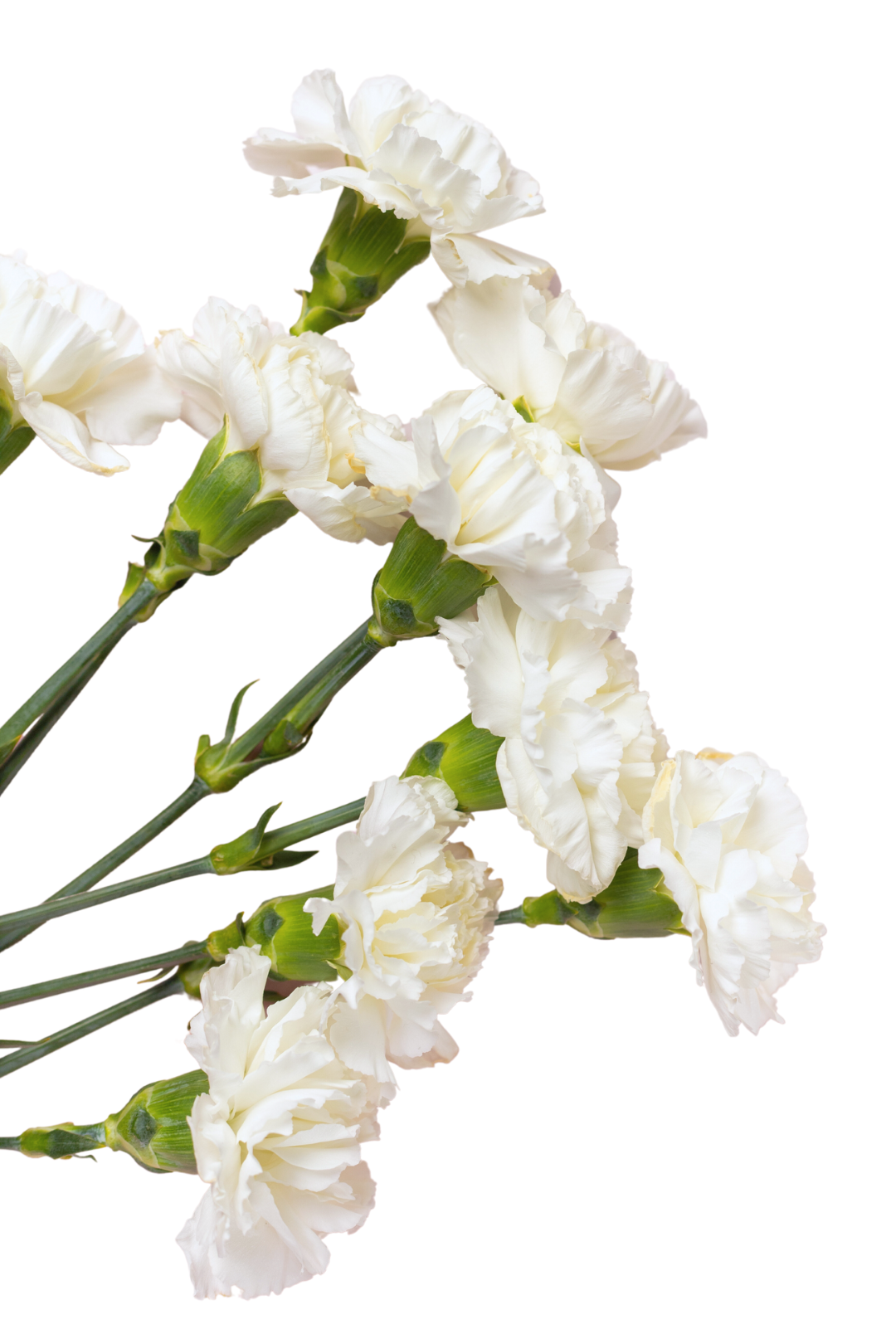 CARNATION, MINI - WHITE - Image 3