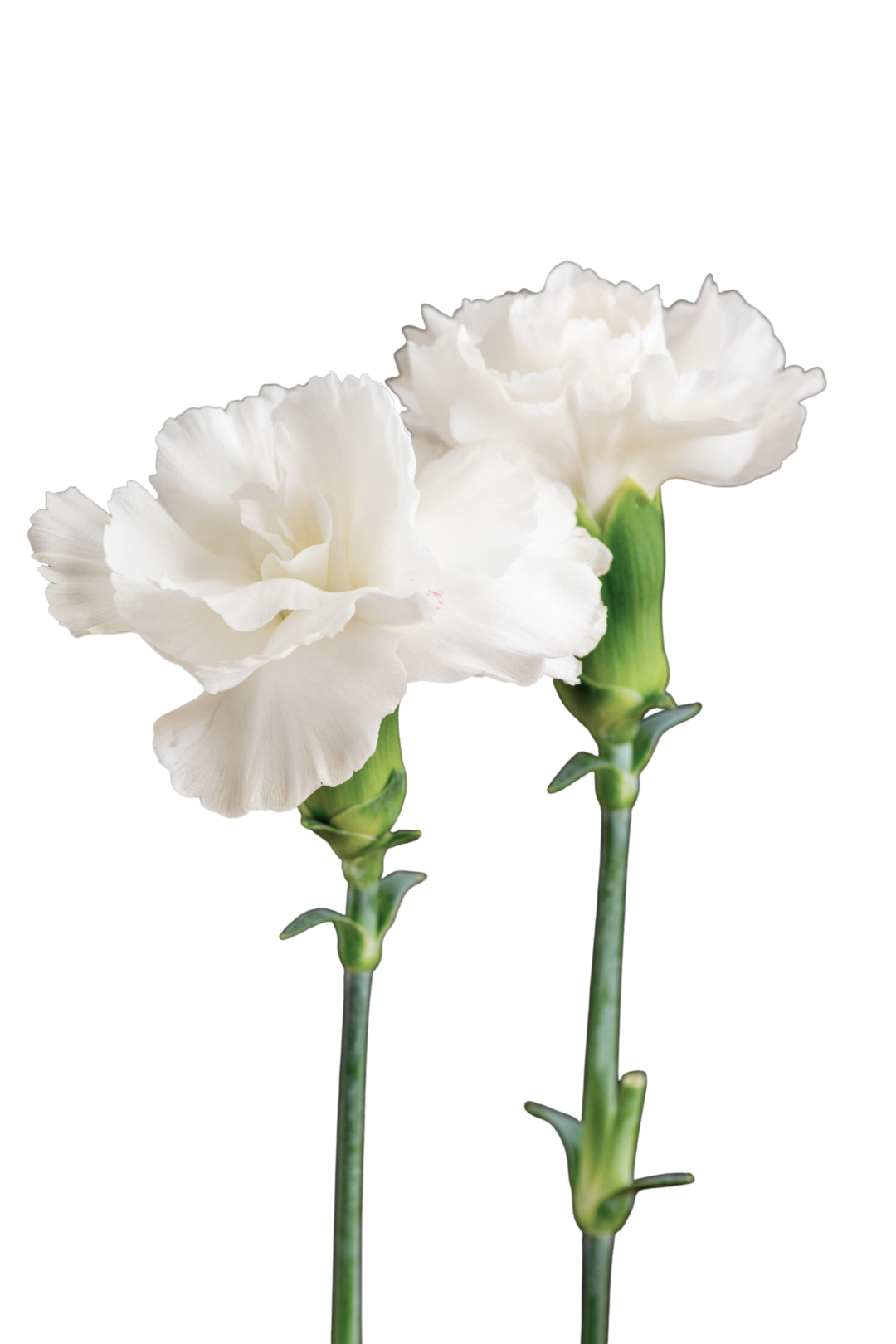 CARNATION, MINI - WHITE - Image 4