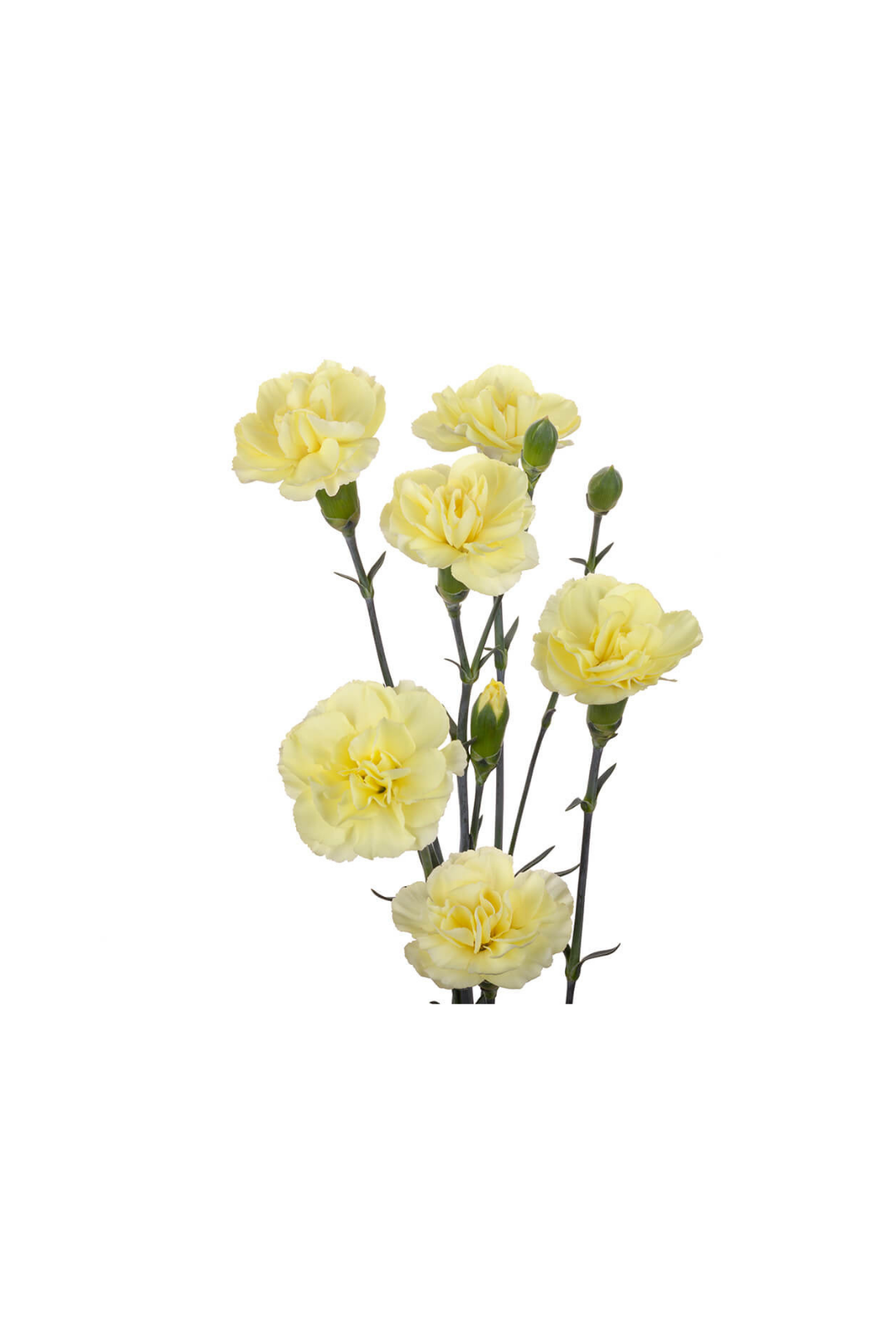 CARNATION, MINI - YELLOW - Image 2