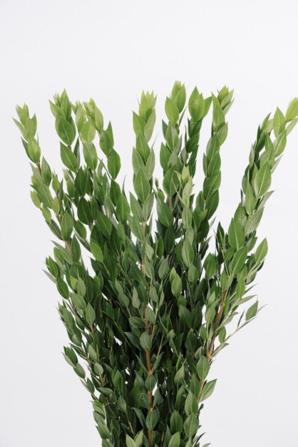 MYRTLE, TALL