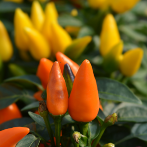 2" ORNAMENTAL PEPPER
