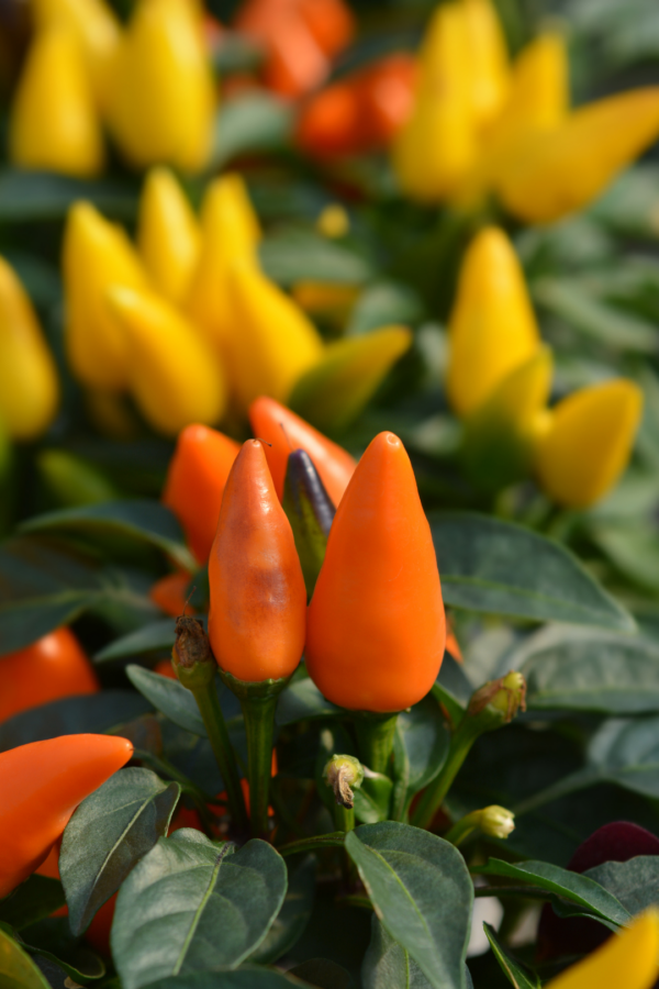 2" ORNAMENTAL PEPPER