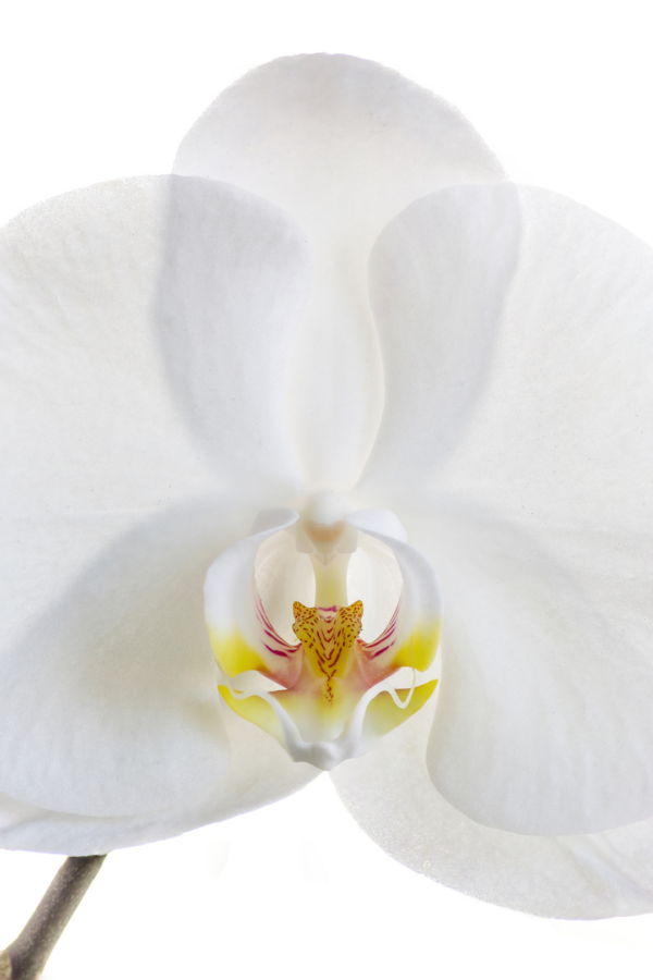4" PHALAENOPSIS ORCHID, WHITE