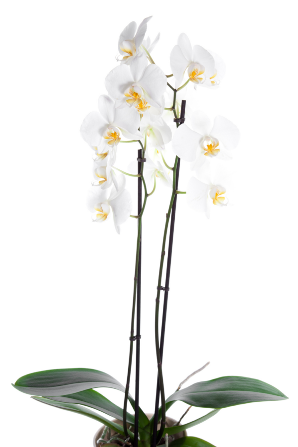 4" PHALAENOPSIS ORCHID, WHITE - Image 2