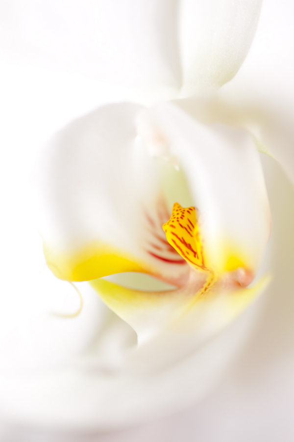 4" PHALAENOPSIS ORCHID, WHITE - Image 3