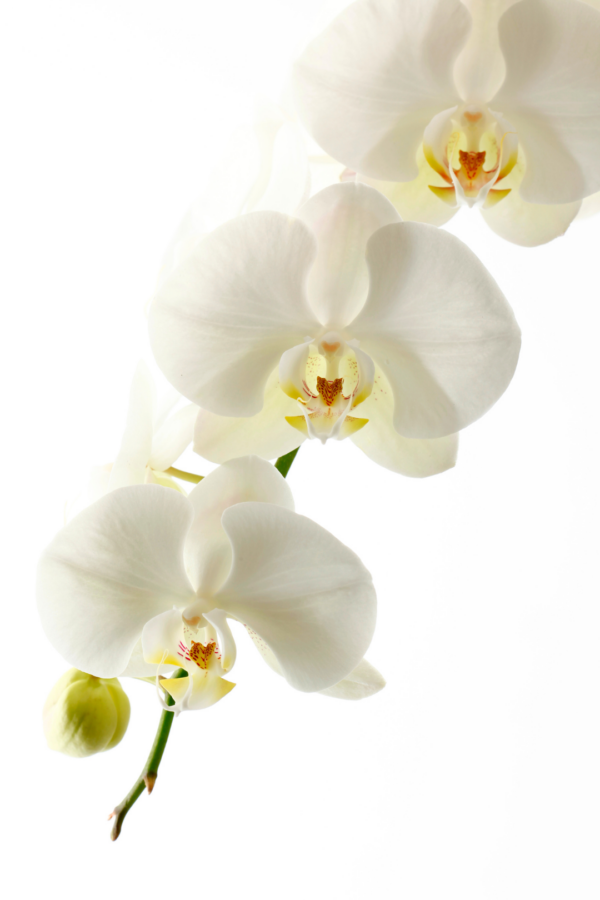 4" PHALAENOPSIS ORCHID, WHITE - Image 4