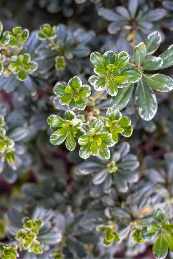 PITTOSPORUM, VARIEGATED