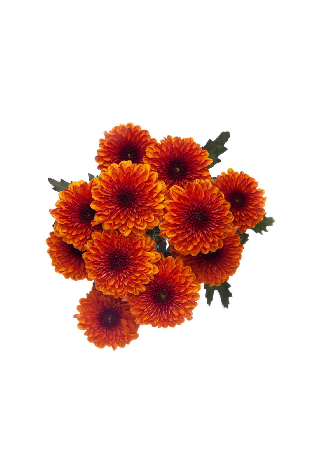 POM PON, BUTTON - BRONZE