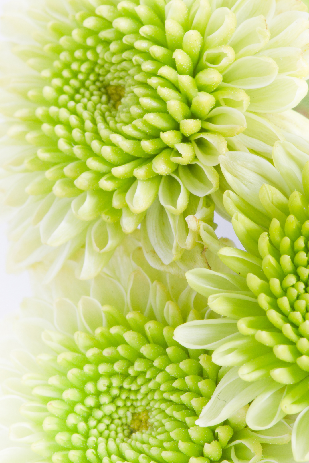 POM PON, BUTTON - GREEN - Image 2