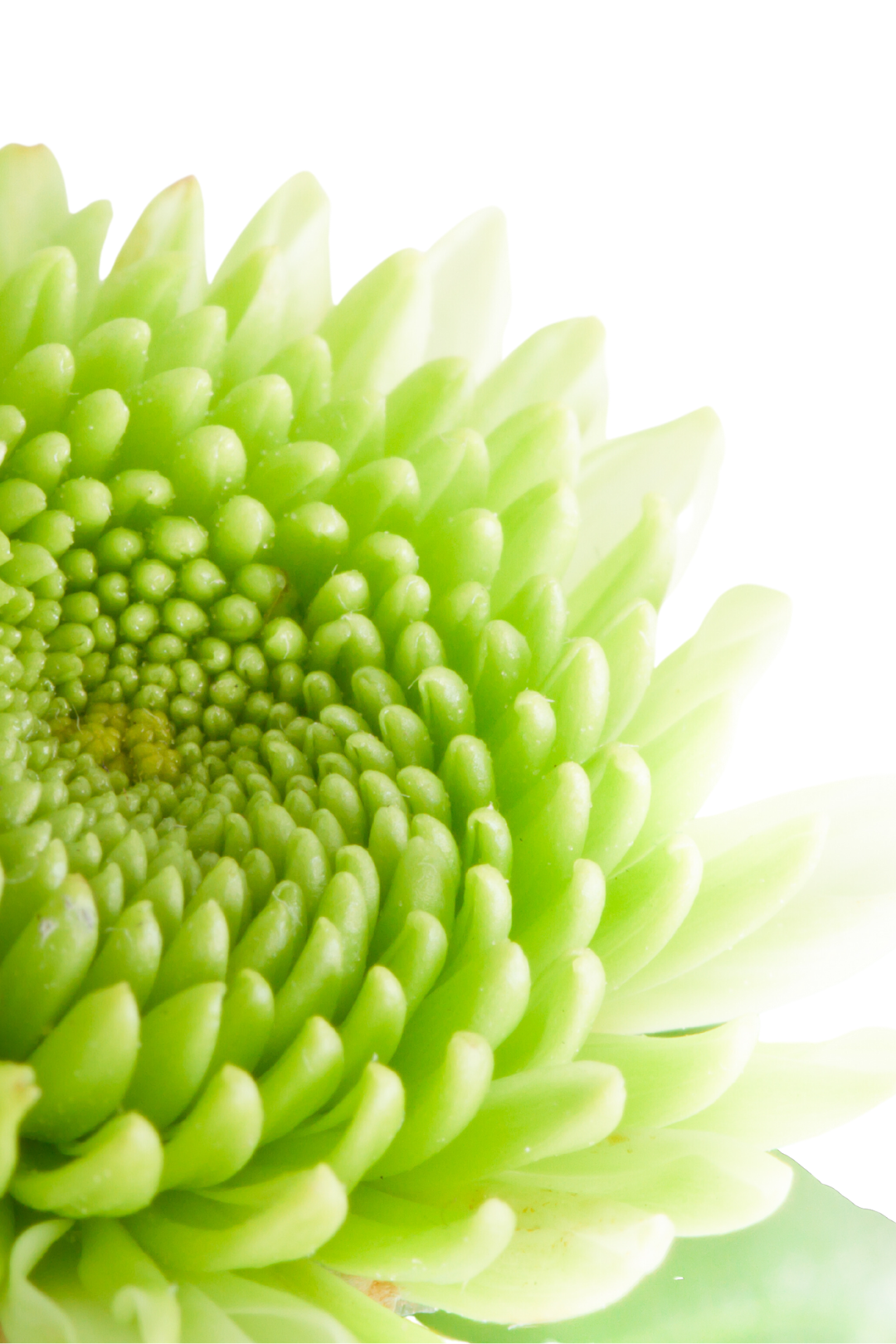 POM PON, BUTTON - GREEN - Image 3