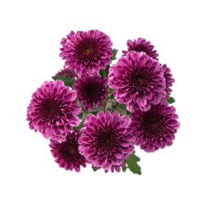 POM PON, BUTTON - PURPLE