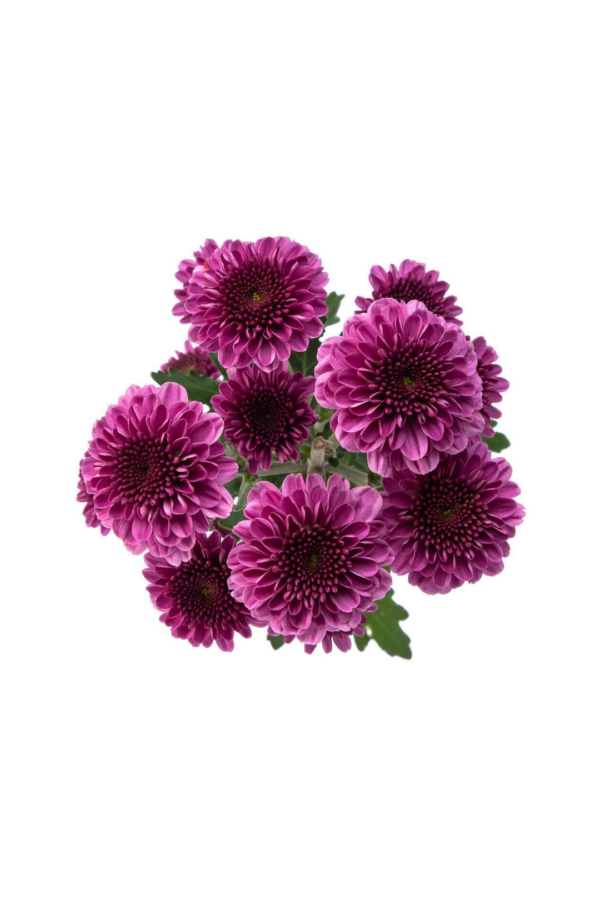 POM PON, BUTTON - PURPLE