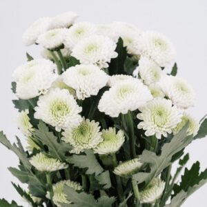 POM PON, BUTTON - WHITE
