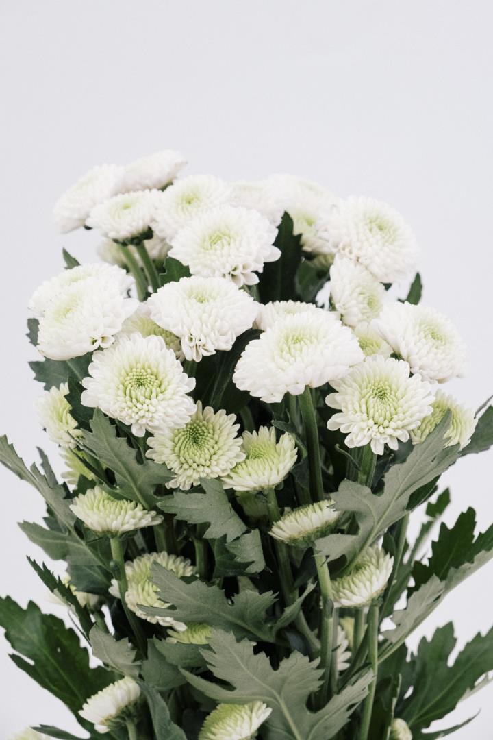 POM PON, BUTTON - WHITE