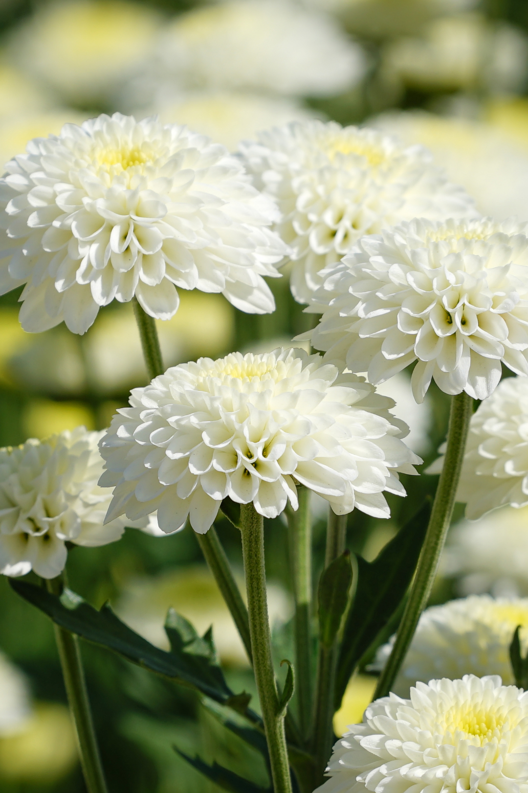 POM PON, BUTTON - WHITE - Image 2