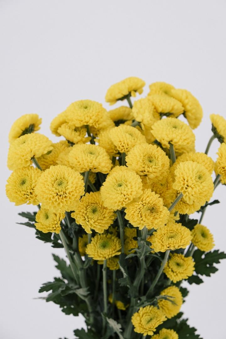 POM PON, BUTTON - YELLOW