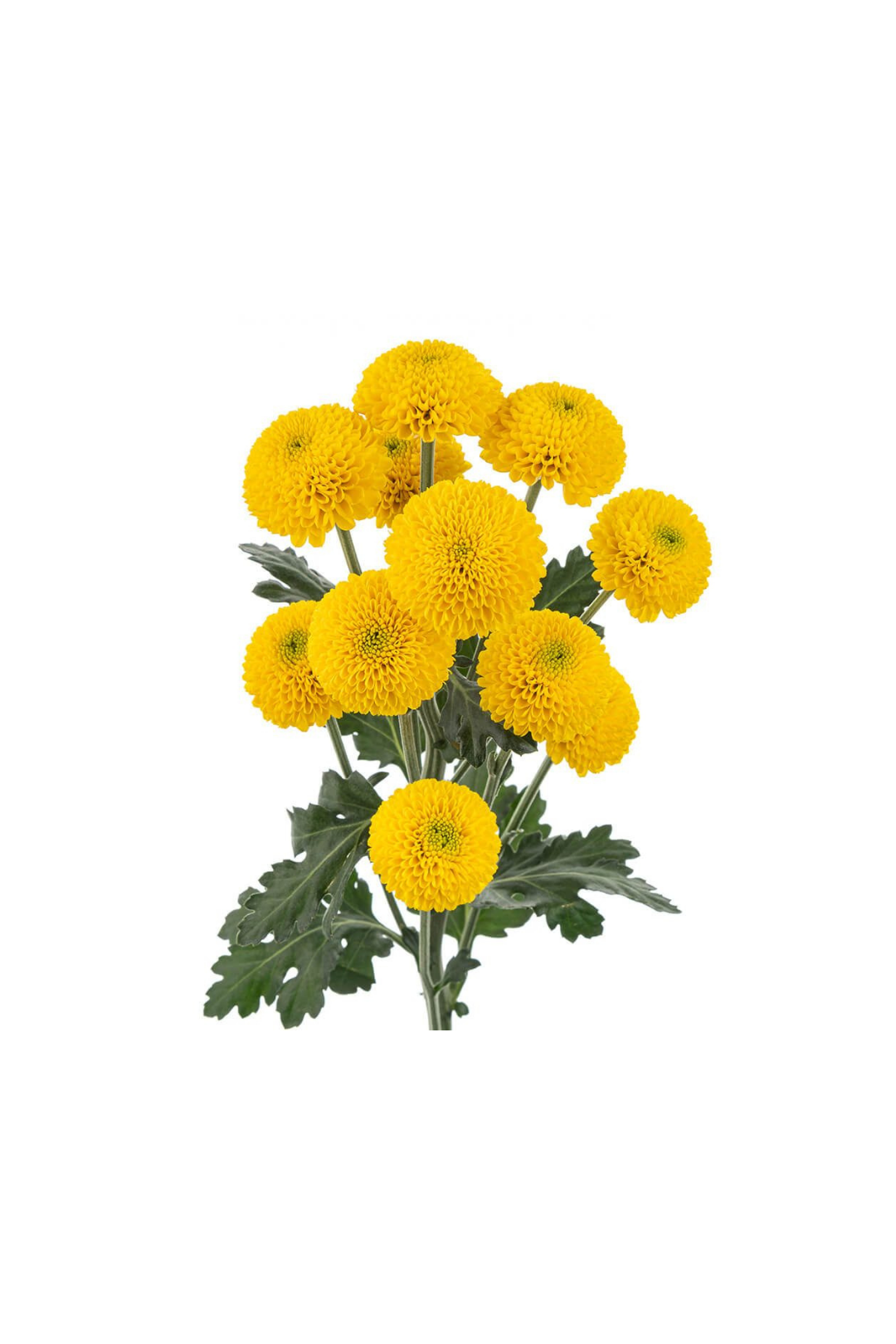 POM PON, BUTTON - YELLOW - Image 2