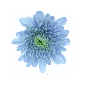 POM PON, CUSHION - BLUEOCEAN