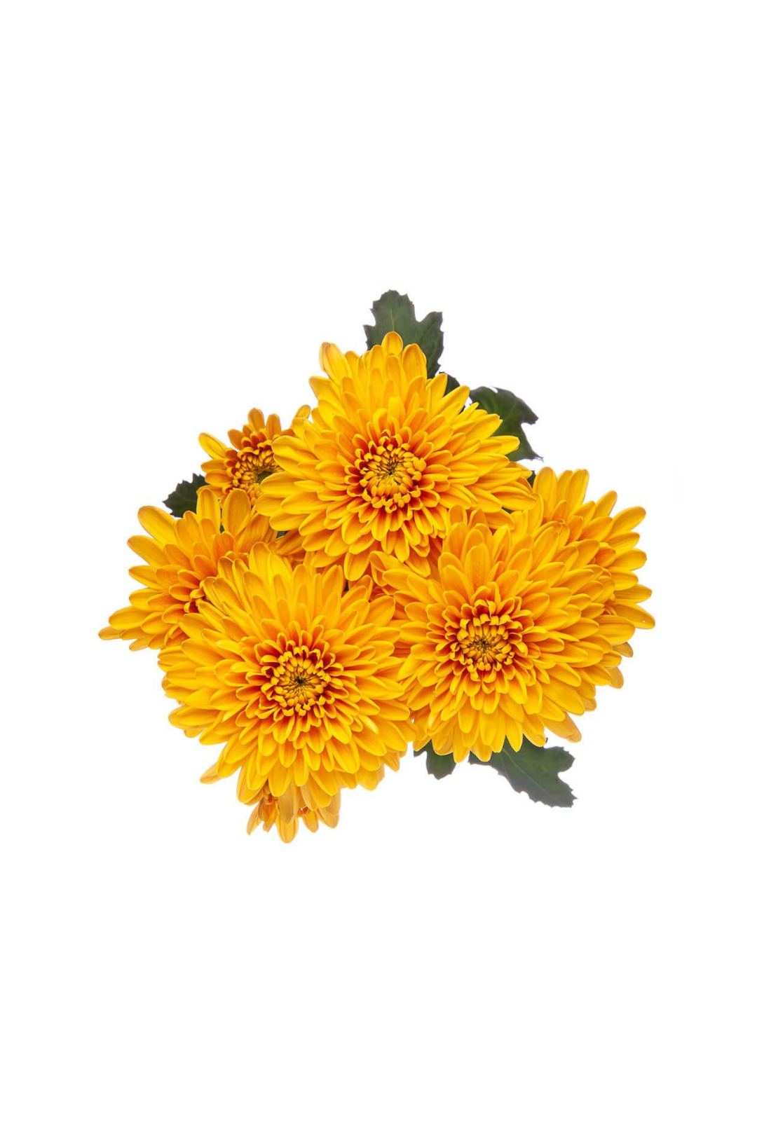 POM PON, CUSHION - BRONZE