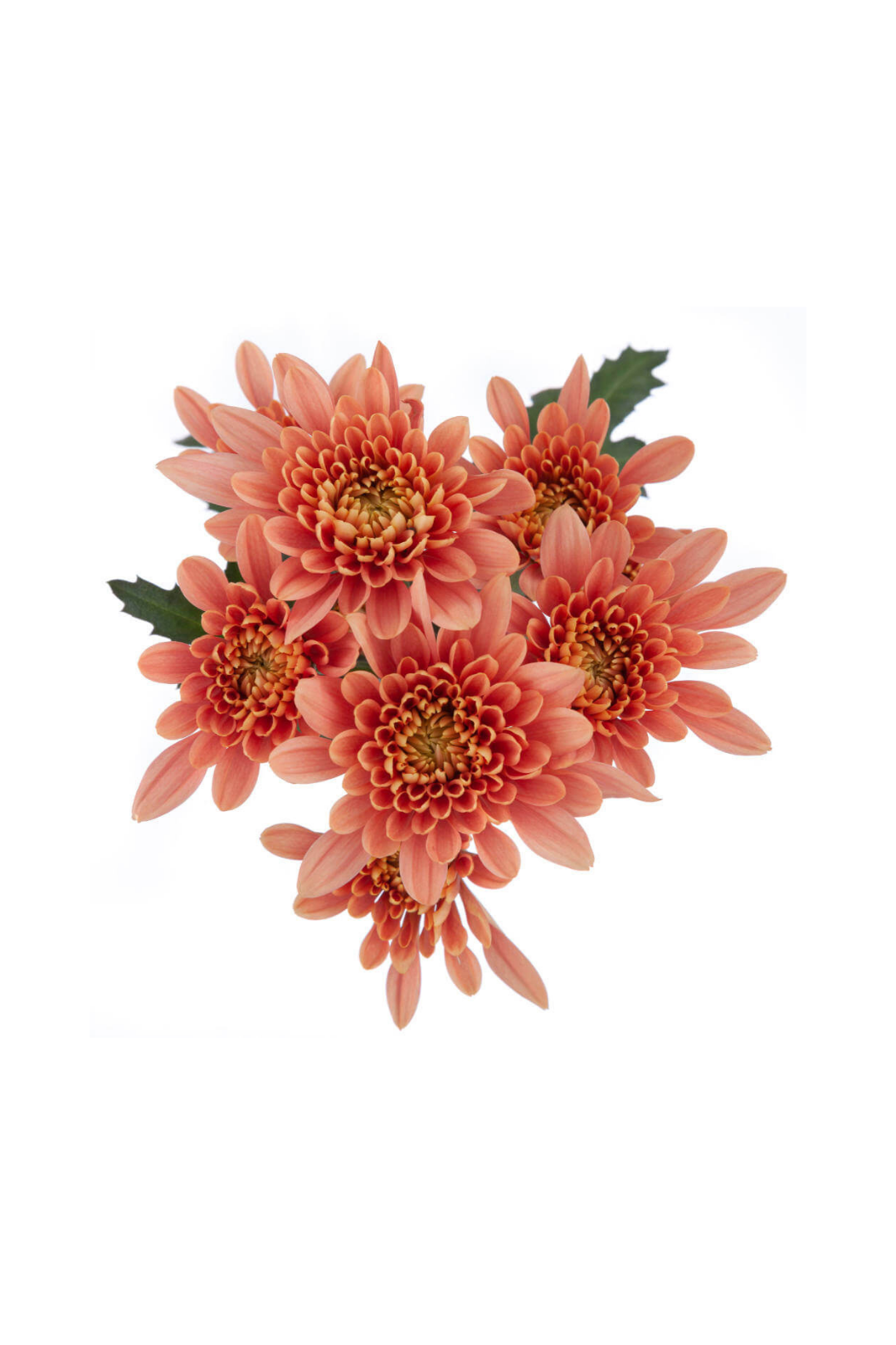 POM PON, CUSHION - PEACH