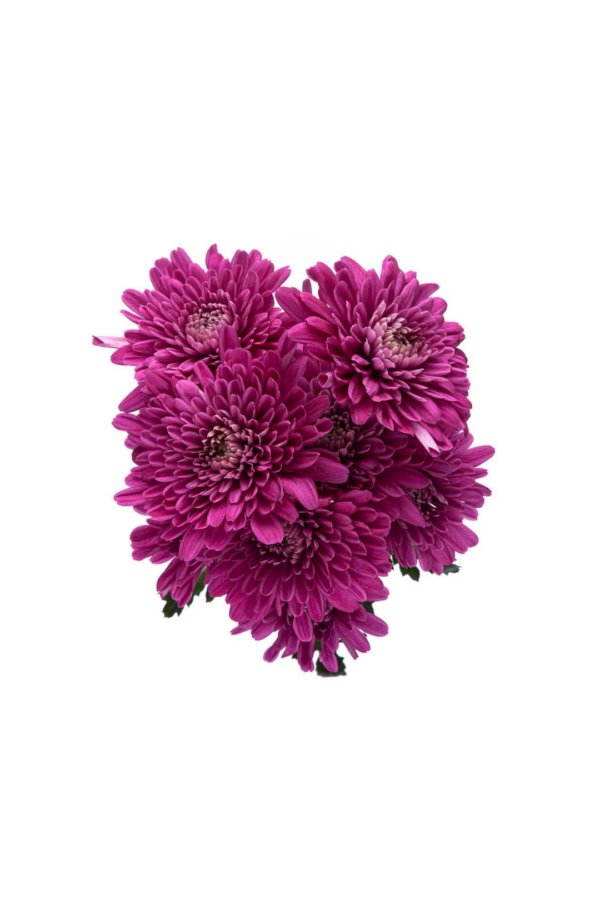 POM PON, CUSHION - PURPLE - Image 2