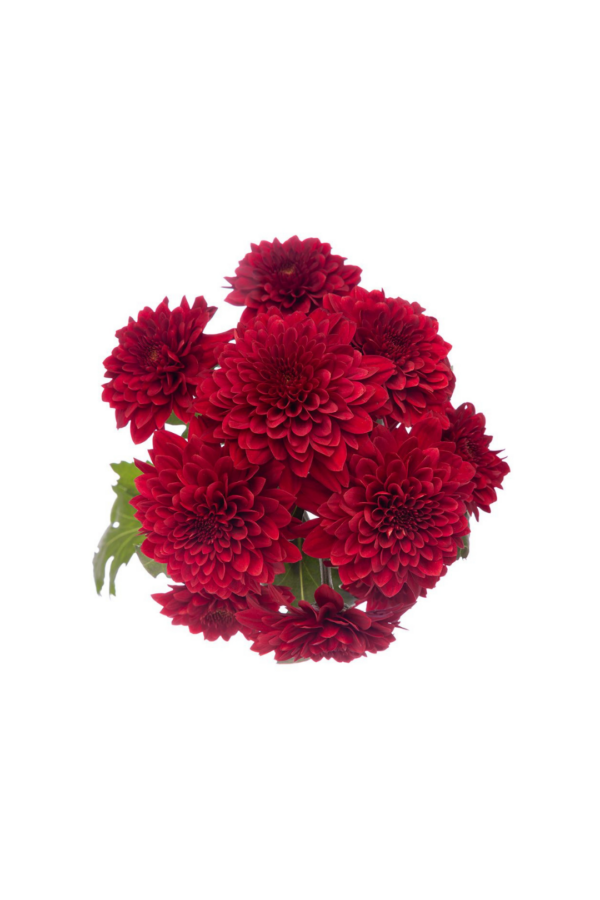 POM PON, CUSHION - RED