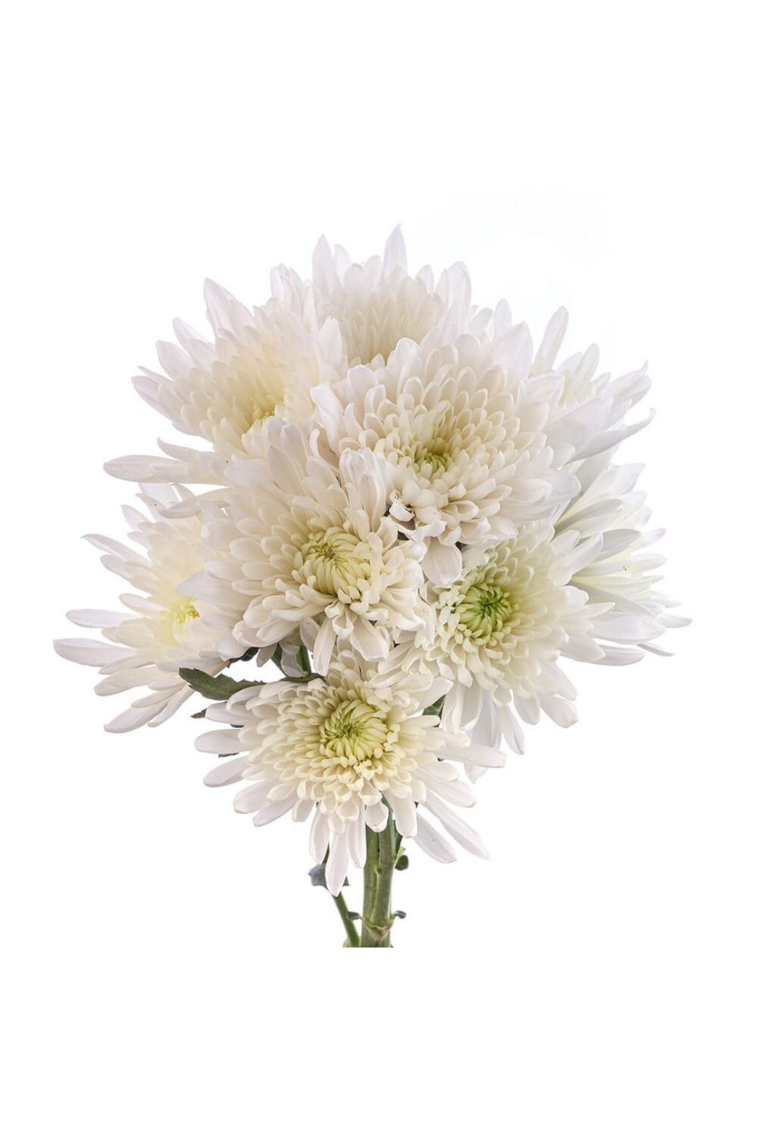 POM PON, CUSHION - WHITE