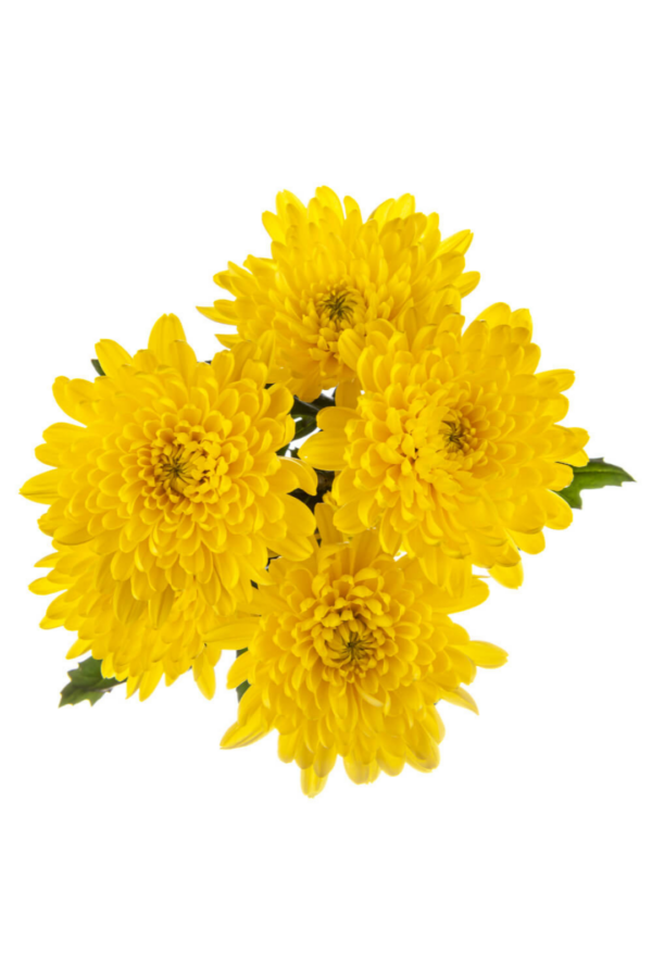 POM PON, CUSHION - YELLOW - Image 2