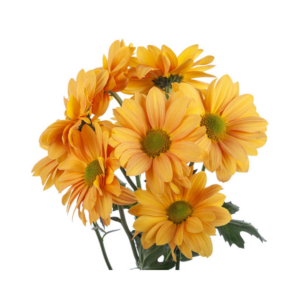POM PON, DAISY - BRONZE