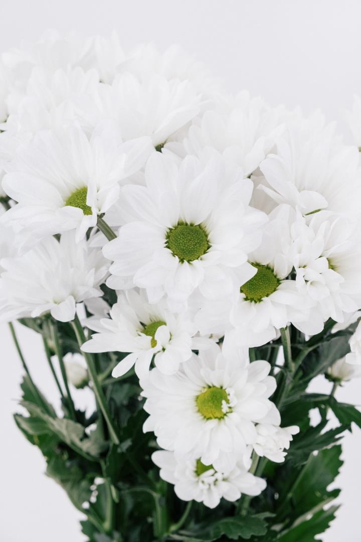 POM PON, DAISY - WHITE