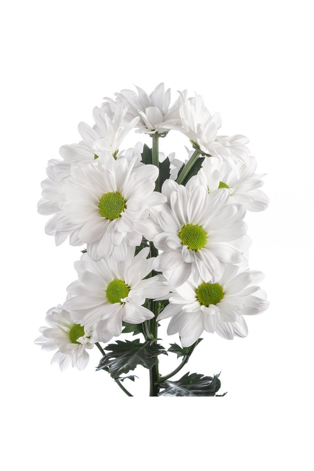 POM PON, DAISY - WHITE - Image 2