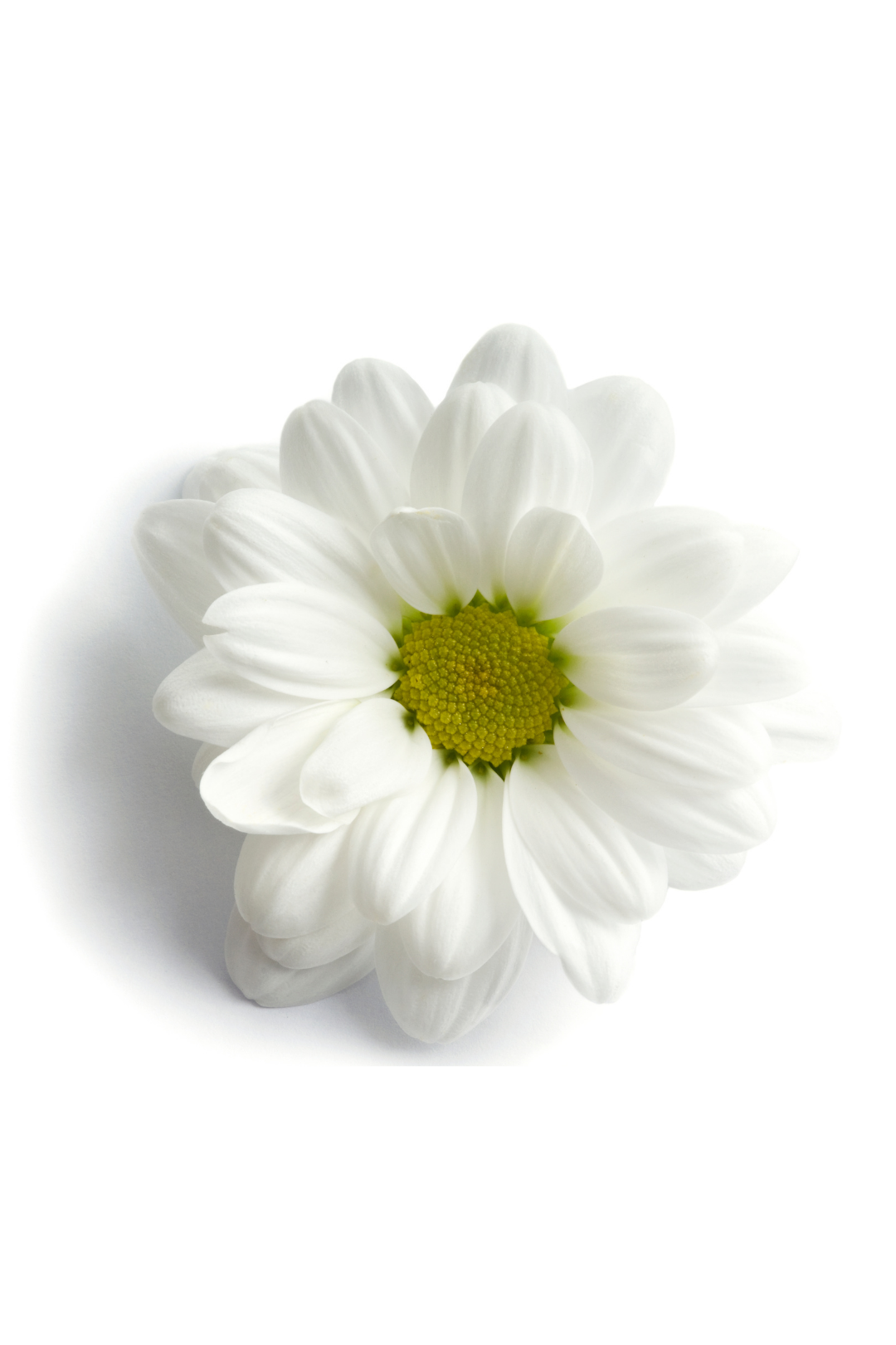 POM PON, DAISY - WHITE - Image 3