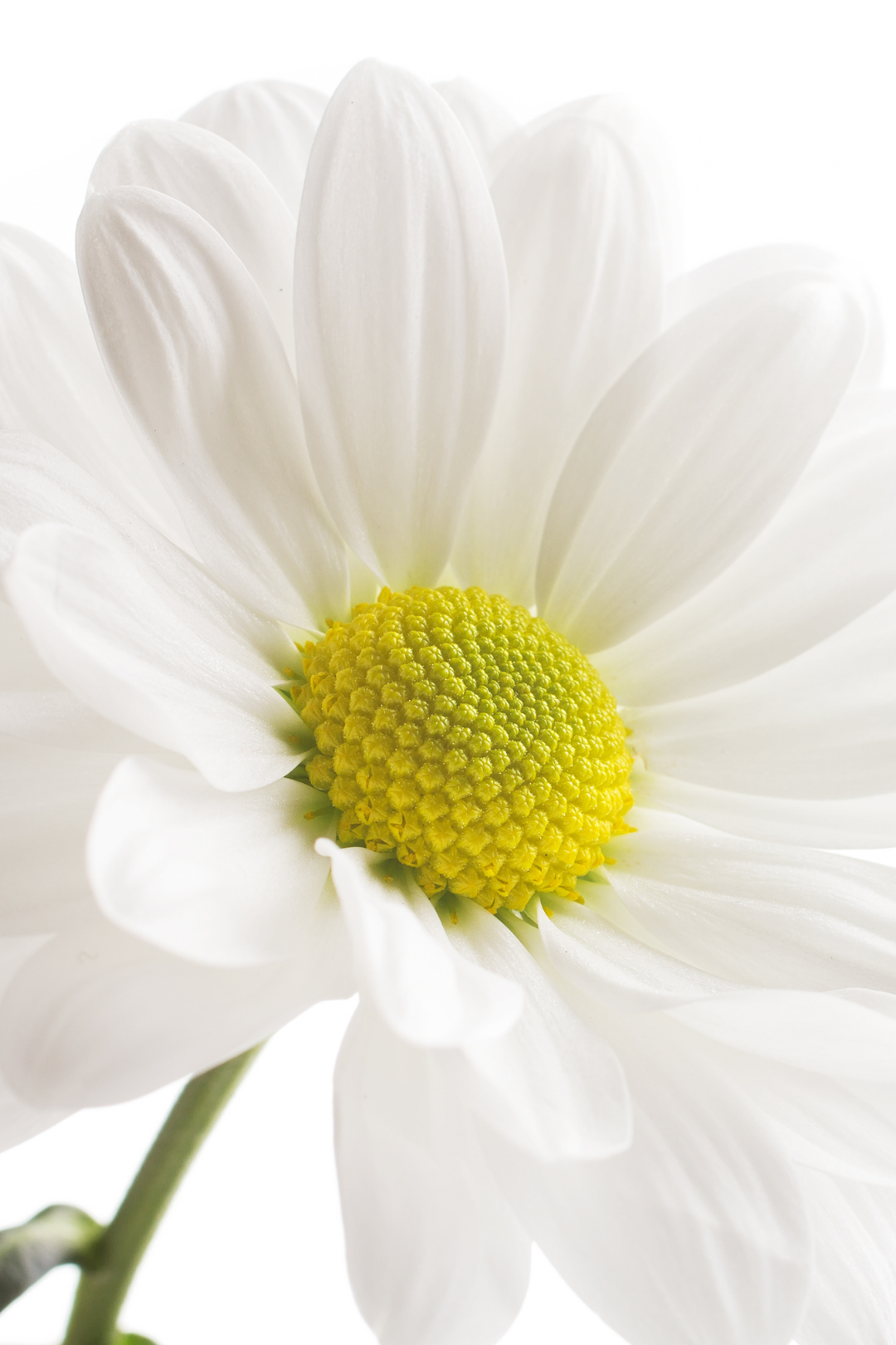 POM PON, DAISY - WHITE - Image 4