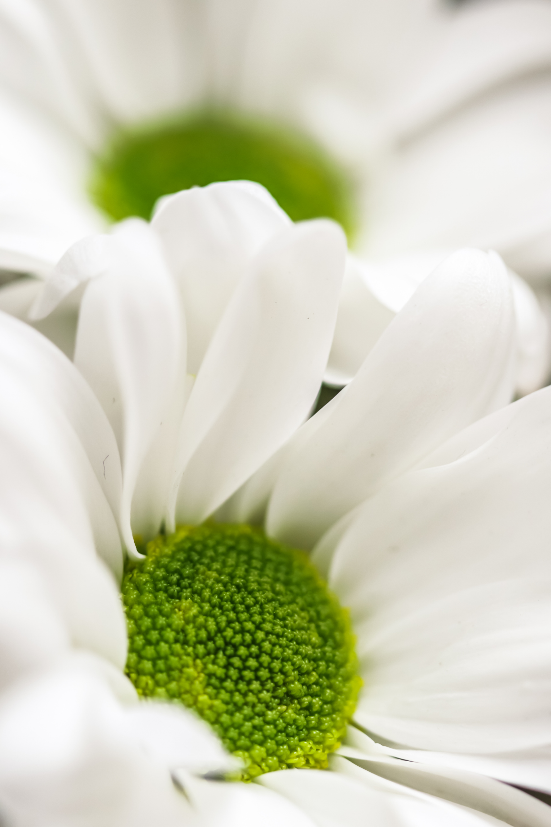 POM PON, DAISY - WHITE - Image 5