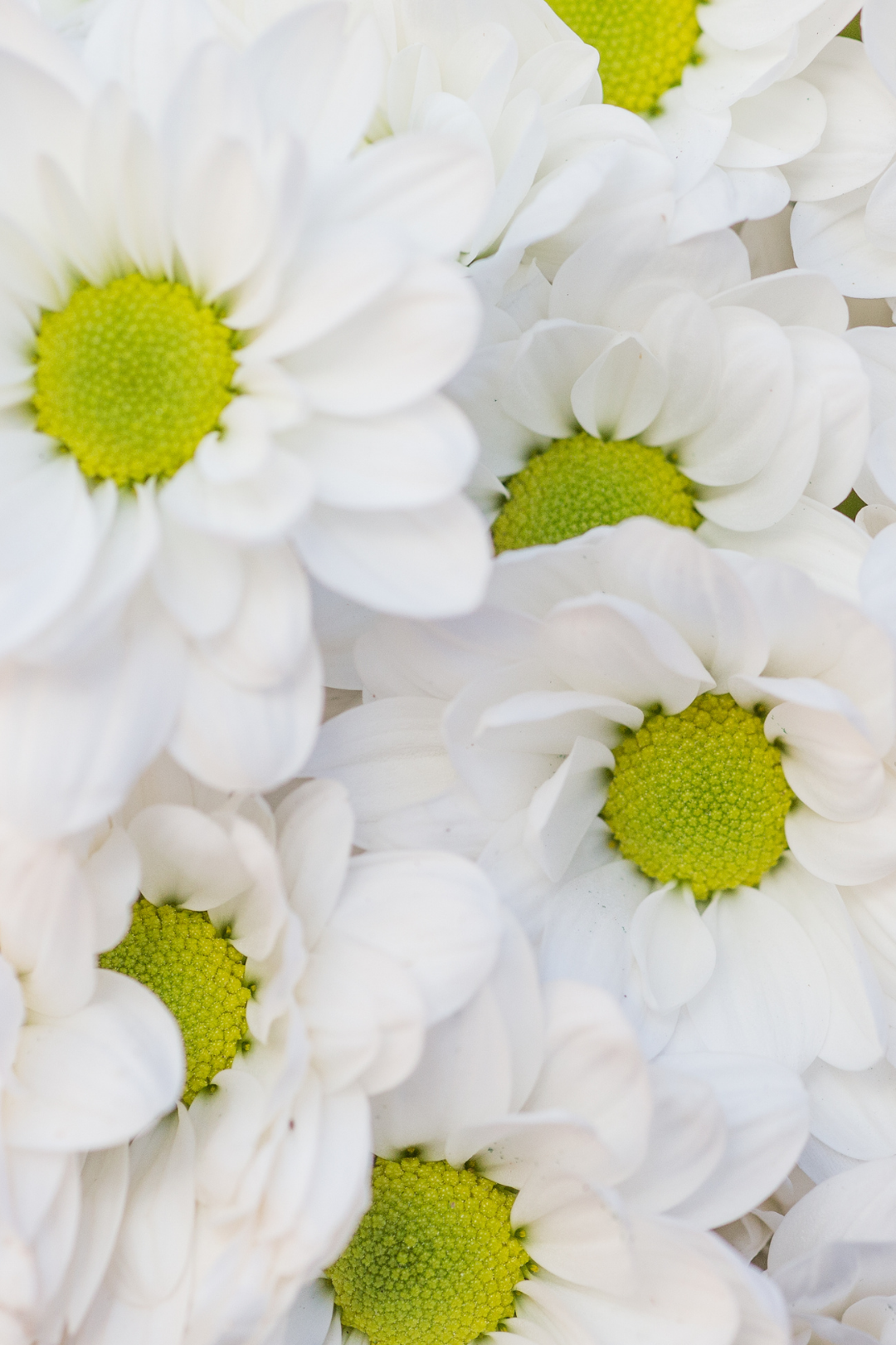 POM PON, DAISY - WHITE - Image 6