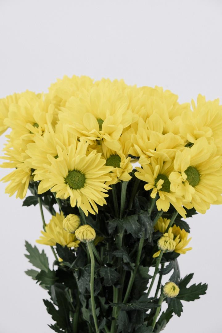 POM PON, DAISY - YELLOW