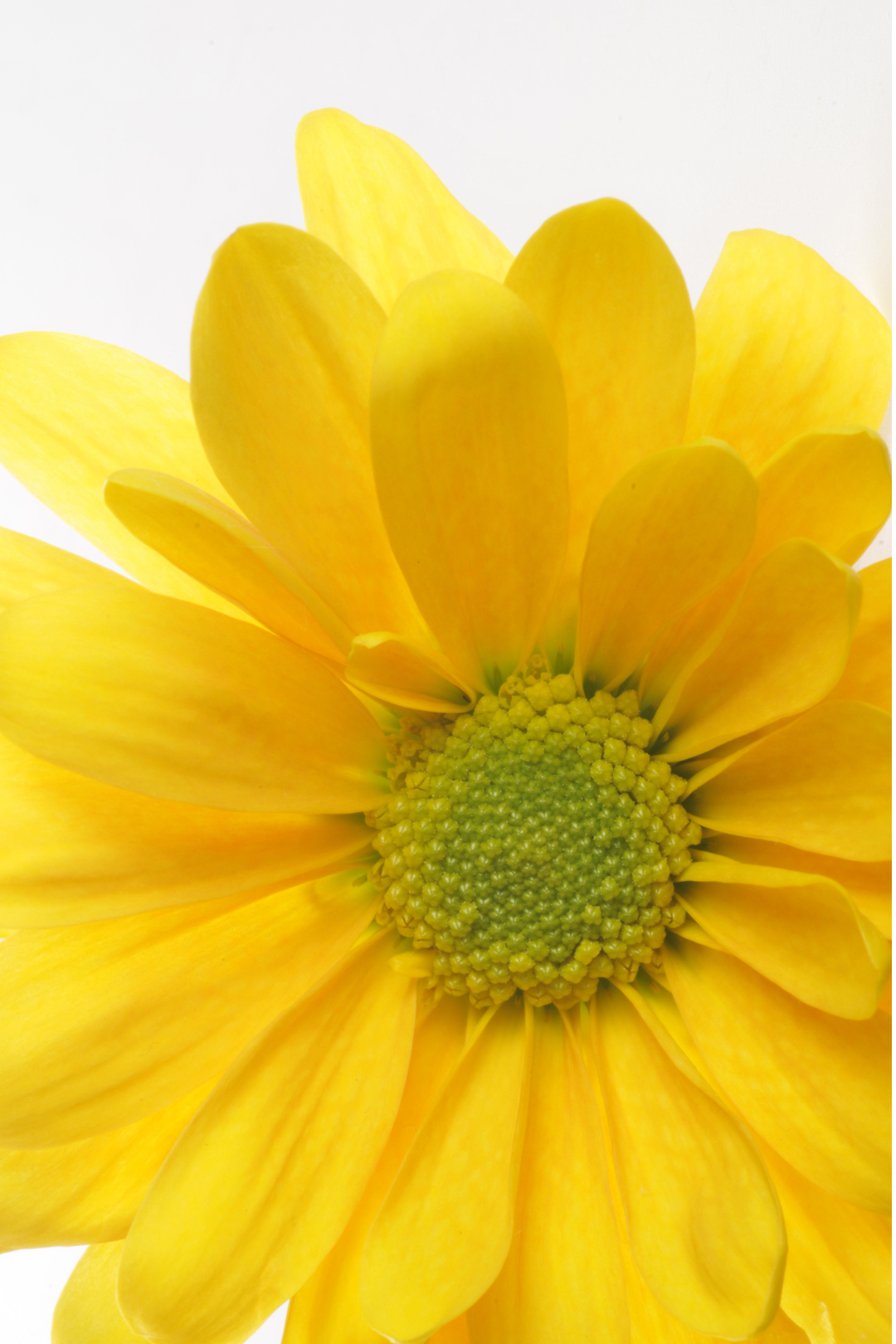 POM PON, DAISY - YELLOW - Image 2