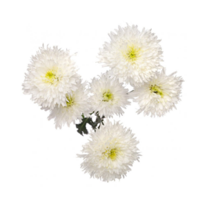POM PON, TIARIA