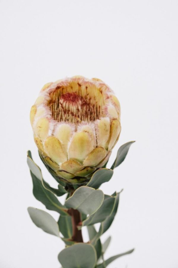 PROTEA (BY STEM)