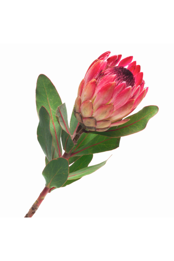 PROTEA (BY STEM) - Image 2