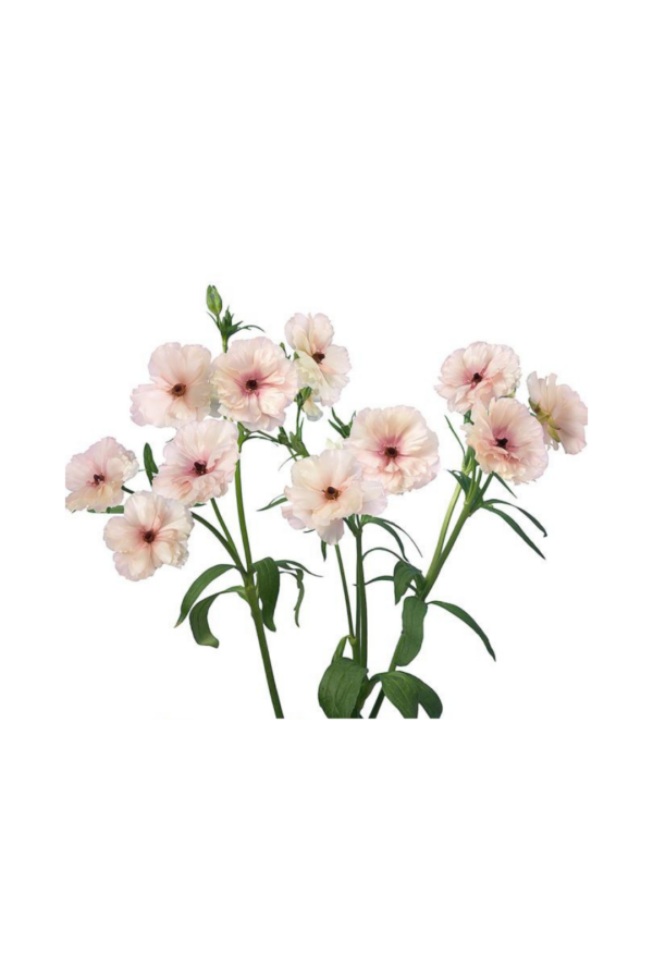 RANUNCULUS, BUTTERFLY