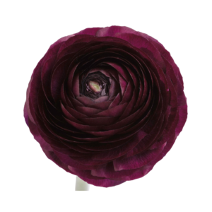 RANUNCULUS, BURGUNDY