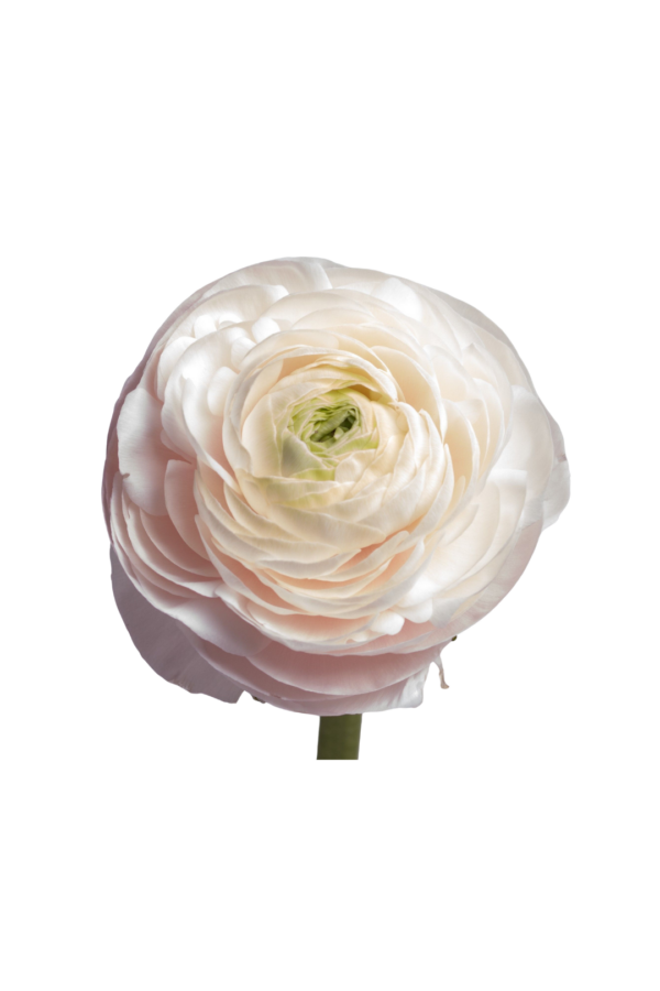 RANUNCULUS, CLONI