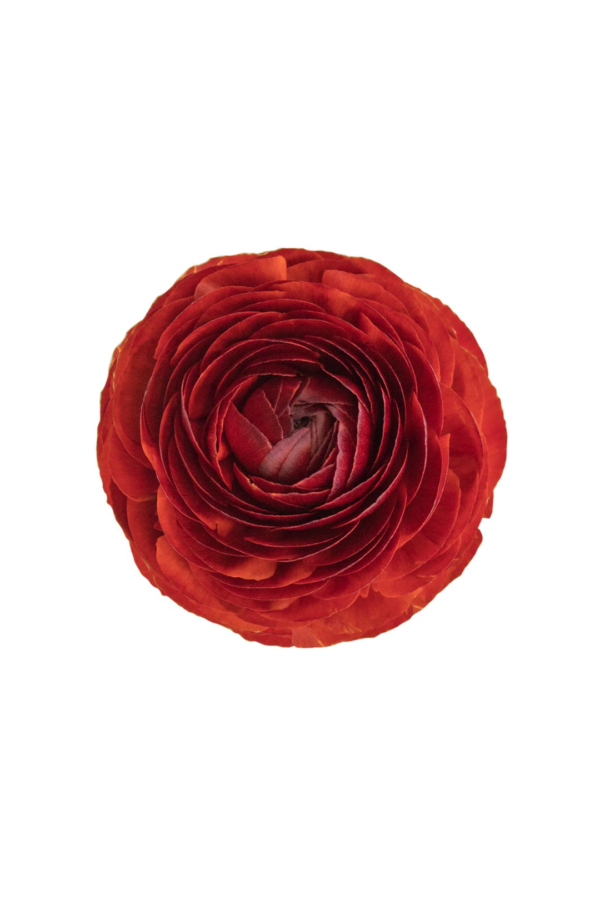 RANUNCULUS, CHOCOLATE