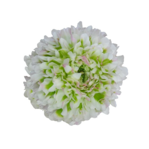 RANUNCULUS, POM PON