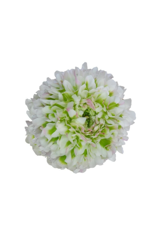 RANUNCULUS, POM PON