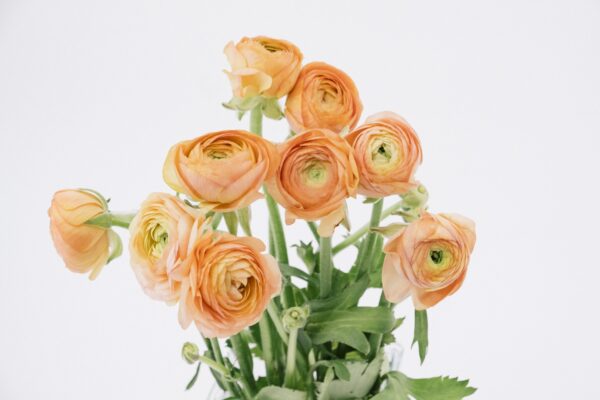 RANUNCULUS, PEACH